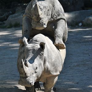 Rhino reproduction