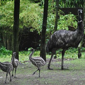 Emu with offspring
