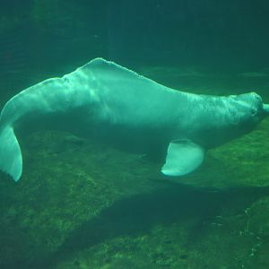 Amazon river dolphin