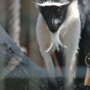 Roloway guenon