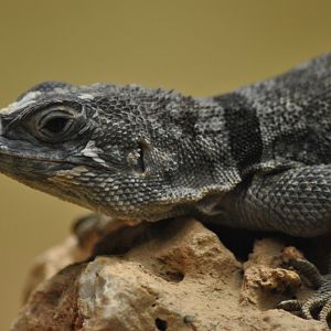 Cuvier´s madagascar iguana