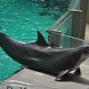 Bottlenose dolphin