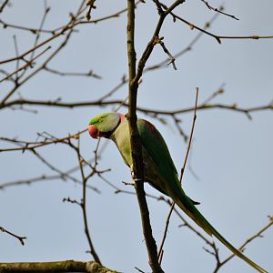 Free-ranging ring-necked parakeet