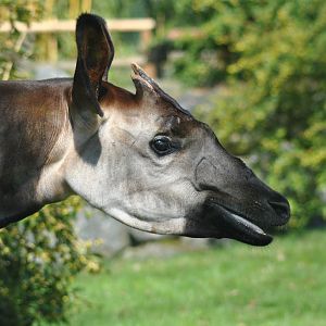 Okapi