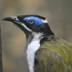 Blue-faced honeyeater