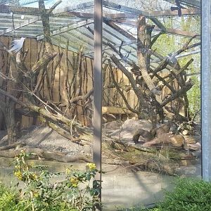 New outside enclosure for spider monkeys