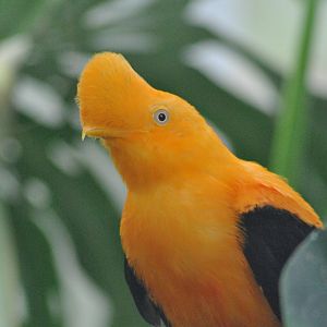 Andean cock of the rock (male)