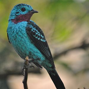 Spangled cotinga