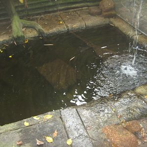 Randers Regnskov - Turtle exhibit