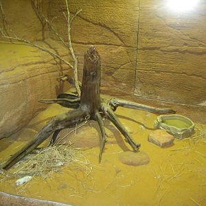 Randers Regnskov - Taipan exhibit