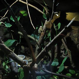 Randers Regnskov - Pygmy marmoset exhibit