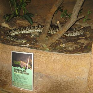 Randers Regnskov - Rattlesnake exhibit