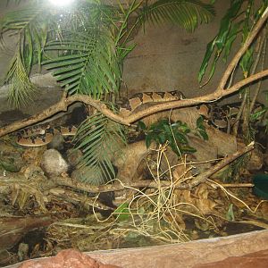 Randers Regnskov - Bushmaster exhibit