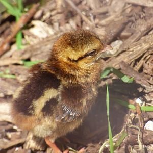 Edward's Pheasant Chick