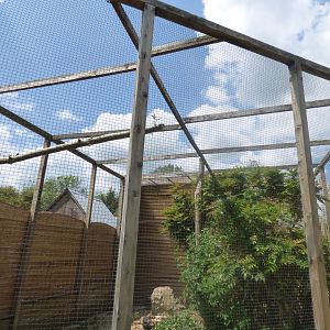 Spectacled Owl Aviary