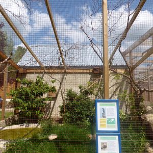 Red-Winged Starling and Madagscan Teal Aviary