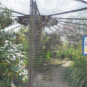 Temminck's Tragopan and Cape Teal Aviary