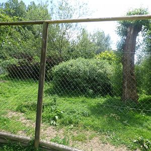 Part of Southern Cassowary Enclosure