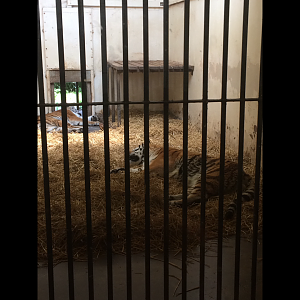 Amur Tigers indoor enclosure