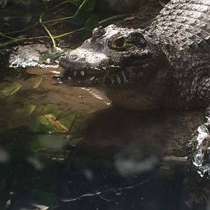 Yacare caiman in need of braces