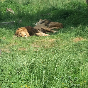 Wallace and Khari sleeping