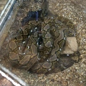 Reticulated python