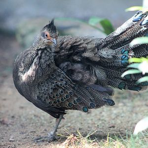 Malayan Peacock-pheasant (Polyplectron malacense)