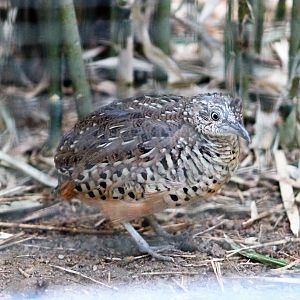 Barred Buttonquail (Turnix suscitator)