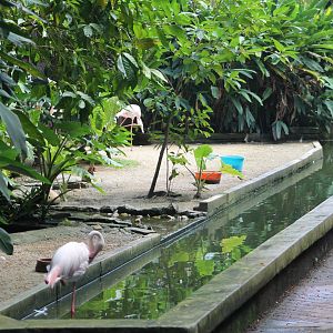 enclosure for Greater Flamingoes