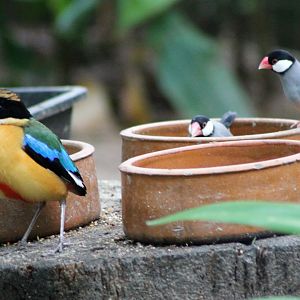 Blue-winged Pitta (Pitta moluccensis) and Java Sparrows (Lonchura oryzivora)