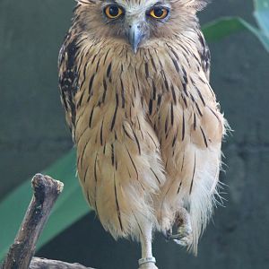 Buffy Fish Owl (Ketupa ketupu)