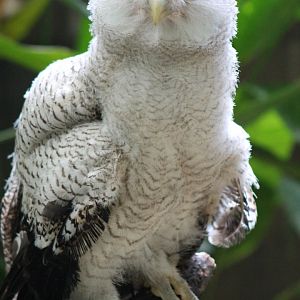 juvenile Malayan Eagle Owl (Bubo sumatranus)