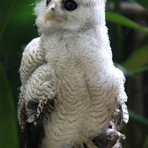 juvenile Malayan Eagle Owl (Bubo sumatranus)