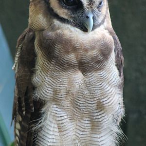 Brown Wood Owl (Strix leptogrammica)