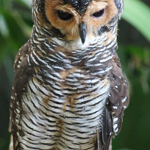 Spotted Wood Owl (Strix seloputo)