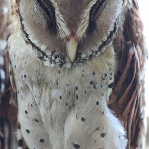 Oriental Bay Owl (Pholidus badius)