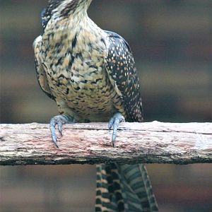 female Asian Koel (Eudynamys scolopaceus)