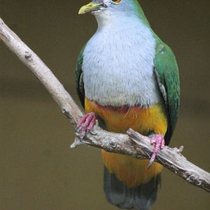 Beautiful Fruit Dove (Ptilinopus pulchellus)