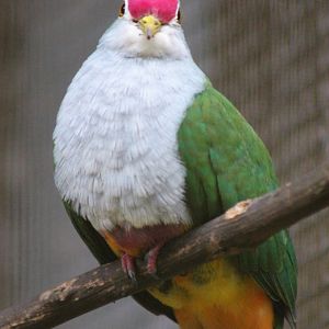 Beautiful Fruit Dove (Ptilinopus pulchellus)