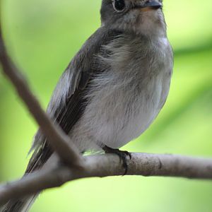 Asian Brown Flycatcher (Muscicapa dauurica)