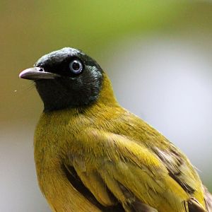 Black-headed Bulbul (Pycnonotus atriceps)