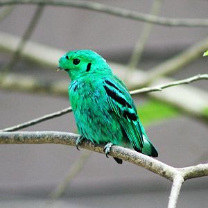 Green Broadbill (Calyptomena viridis)