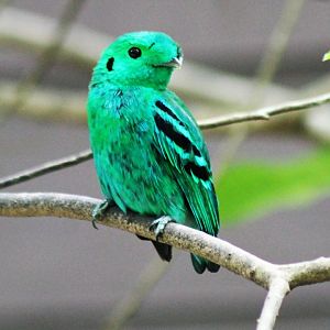 Green Broadbill (Calyptomena viridis)