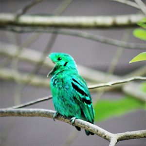 Green Broadbill (Calyptomena viridis)
