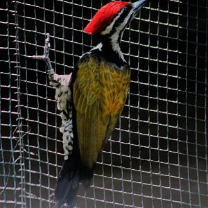 Common Goldenback Woodpecker (Dinopium javanense)
