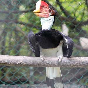 female Helmeted Hornbill (Rhinoplax vigil)