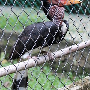 male Helmeted Hornbill (Rhinoplax vigil)