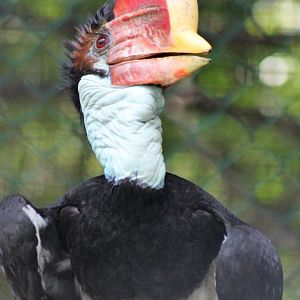 female Helmeted Hornbill (Rhinoplax vigil)