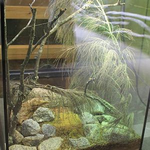 tank for Guthega Skink (Liopholis guthega)