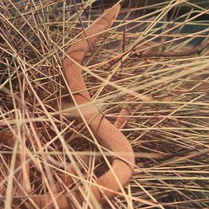 Burton's Legless Lizard (Lialis burtonis)